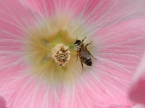 abeilles collecte du pollen (2)