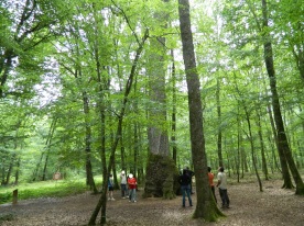 forêt de tronçais (14)